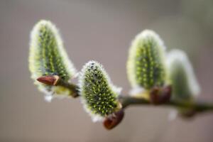 a close up of the buds of a tree photo