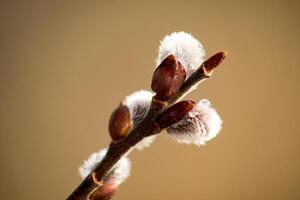 close up of a branch with buds catkin photo