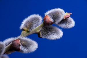 Catkins - close up of a willow tree branch with buds photo