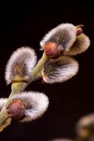 Detail close up of the buds of a willow tree photo