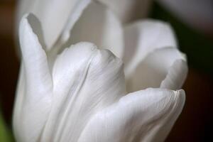 a close up of a white tulip photo