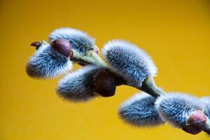 a branch with fuzzy leaves and buds on it photo