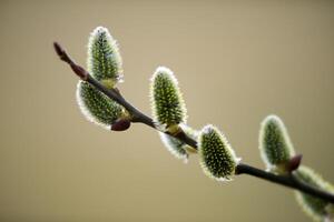 Detail branch with buds, spring background photo