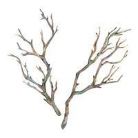 Minimalist bare tree branches hand-painted in watercolor. Great as botanical clip art elements for winter compositions, nature prints, and invitations. New Year, Christmas Illustration vector
