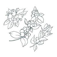 Snowberry branches with white berries and leaves. Line art is a simple hand-drawn illustration in black and white ink. Set of elements EPS vector