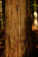 A closeup view of a tree trunk located in a serene woodland area photo