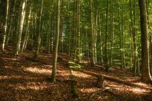 The bright sun is shining gently through the tall trees in the lush forest photo