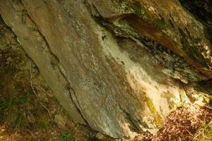 This is a close up view of a tree trunk found in the woods nearby photo