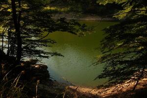 A serene lake in a lush green forest, surrounded by tall trees photo