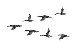 Hand drawn doodle sketch black flock of flying duck isolated on white background vector