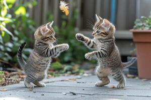 Two kittens playing with a feather photo