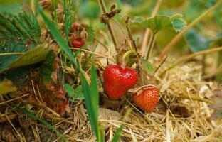 Top view of red ripe fresh strawberries on bush branches in a farmer's field. photo