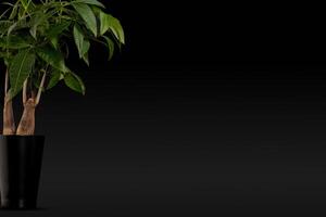 Decorative money tree plant in black pot with copy space on dark background photo