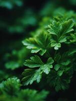 The Fresh Essence Of The Garden In Fresh Parsley photo