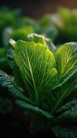 The Fresh Crunch of Green Leafy Lettuce photo