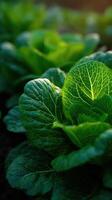 The Gardens Vibrant Crunch From Green Leafy Lettuce photo
