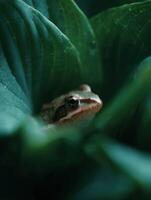 The Gardens Secret Jewel A Shy Frog In The Leaves photo