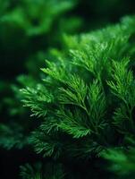 The Delicate Charm Of Garden Fresh Dill Sprigs photo