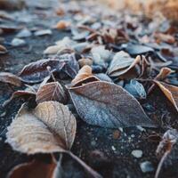The Delicate Patterns Of Frost On Leaves Up Close photo