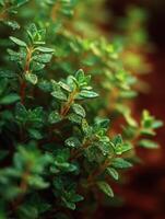 The Earthy Essence of Fresh Thyme Sprigs photo