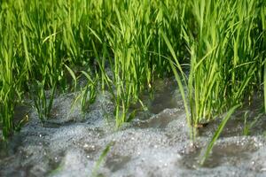 A close up of grass in a field photo