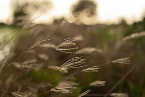 A close up of some tall grass photo