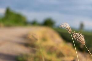 A close up of some grass on a dirt road photo