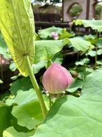 Lotus flower in the garden photo
