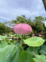 A pink lotus flower blooming in a garden photo