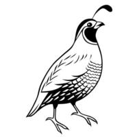 Quail Line Art Standing in Side View vector
