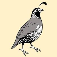 Elegant Quail Standing in Side View vector