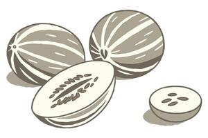Delicious Ripe Cantaloupe Melons Sliced and Whole on White Background, Summer Mood - Professional digital artwork with vibrant colors and detailed composition vector