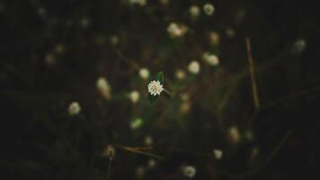 A white wildflower blooms in the center against a dark, blurred background with a shallow depth of field photo
