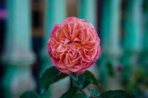 A vibrant close-up of a fully bloomed English rose with pink and orange layered petals, showcases the delicate texture and vivid colors of the flower. photo