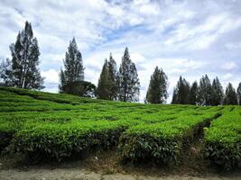 Photo of a scenic tea plantation with neatly lined green tea bushes, set against a bright blue sky and beautiful white clouds, perfect for nature, agriculture, and travel themes