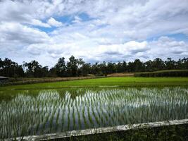 Scenic view of vibrant green rice fields stretching under a bright blue sky with beautiful white clouds, perfect for agriculture, nature, landscape, and travel related themes. photo