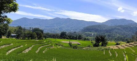 Scenic view of vibrant green rice fields stretching under a bright blue sky with beautiful white clouds, perfect for agriculture, nature, landscape, and travel-related themes photo