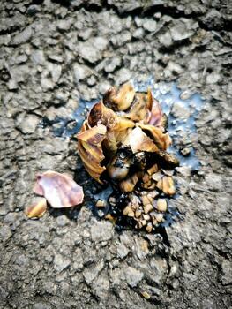 Photo of a snail with its shell crushed on the asphalt surface, most likely from being run over.