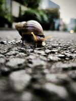 Photo of a snail on the asphalt surface.