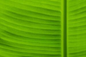 Texture surface on banana Leaf as background photo