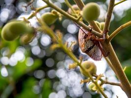 Longan stink bug catch on the bouquet of young Longan leaves photo
