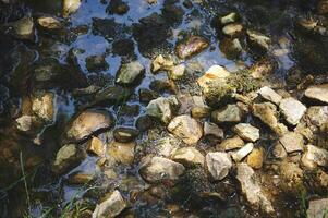 Close-Up of Pebbles Within a Clear Water Stream Amid Nature photo