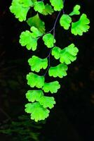 Adiantum raddianum, the Delta maidenhair fern, fern branch with green leaves in botanical collection in greenhouse photo