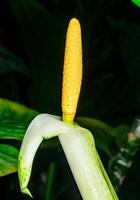 Anubias afzelii, yellow inflorescence of tropical plant on black background in greenhouse photo
