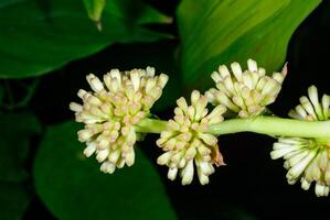 Dracaena fragrans -cornstalk dracaena, Inflorescence with unopened flowers on a tropical plant in a botanical collection photo