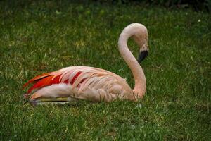 Red pink flamingo close up portrait photo