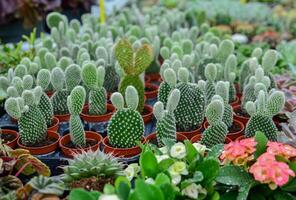 Many Bunny Ear Cactus pot or mickey mouse cactus pot photo