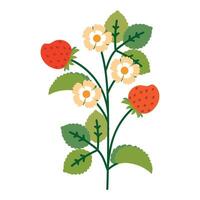Strawberry Bush with Flowers, Leaves and Berries. Colorful childish plant with cute line sketches of branches isolated on white background. Nature herb perfect for invitations, cards, posters vector