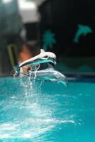 Dynamic Duo of Dolphins Performing a Perfect Leap photo