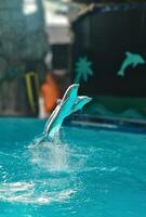 Joyful Dolphins Performing a Synchronized Jump at the Aquarium photo